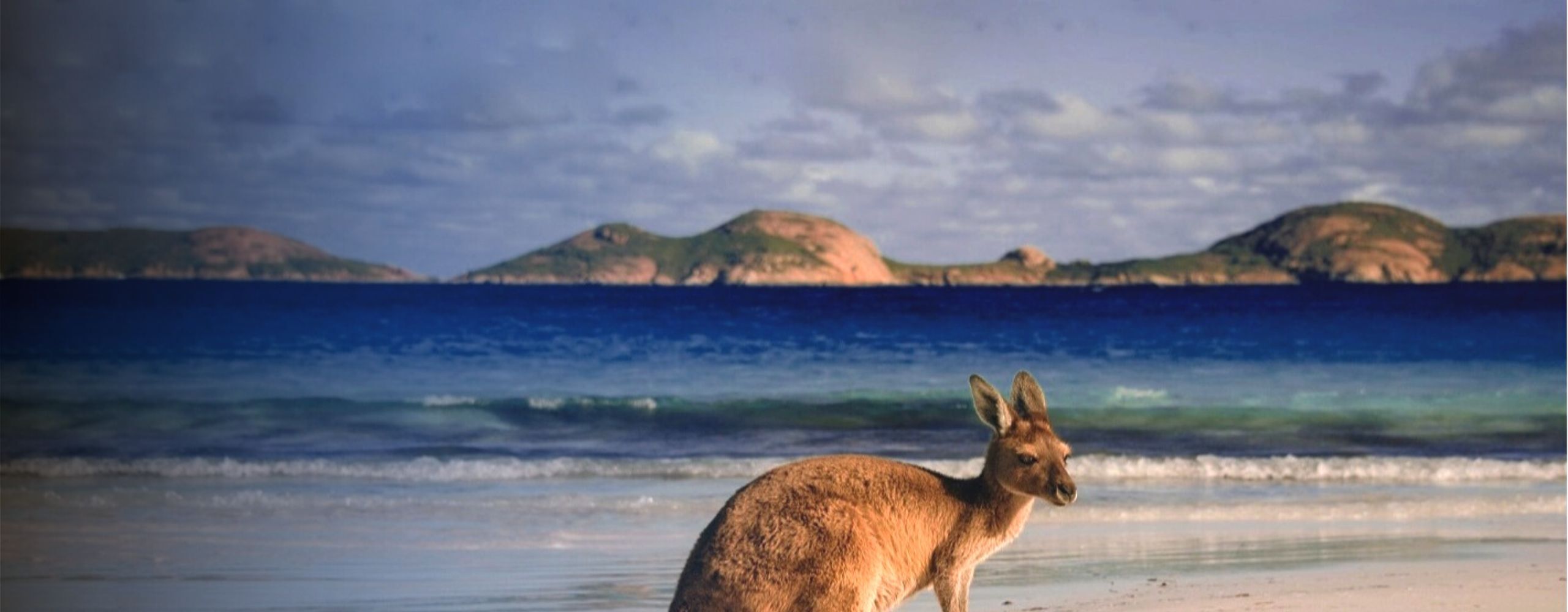 kangaroo on beach